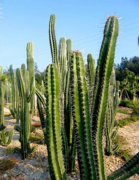 植物的茎是哪个部位