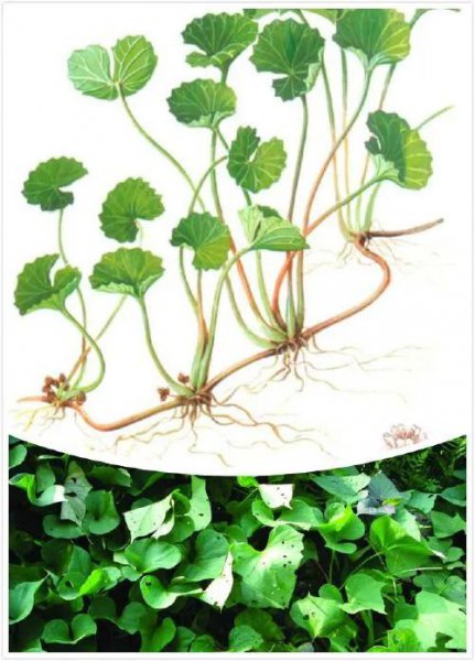 植物的茎是哪个部位