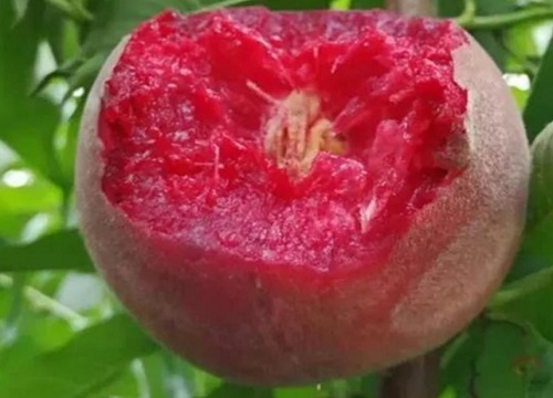 贵妃血桃品种介绍