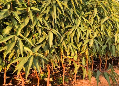 贵妃血桃品种介绍