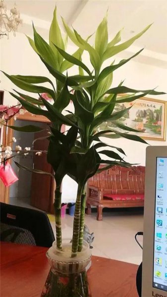 客厅放什么花好看又旺财