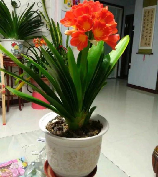 客厅放什么花好看又旺财