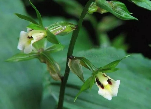 国家保护植物兰花品种