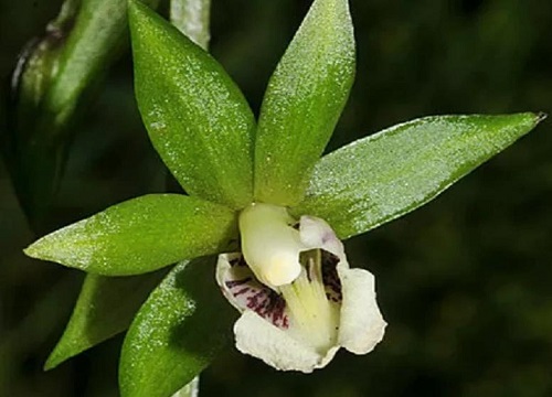 国家保护植物兰花品种