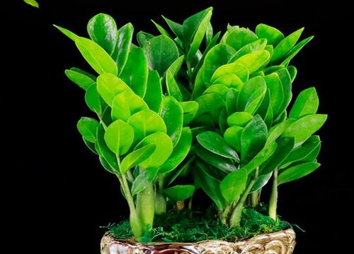 夏季金钱树怎么养新芽多