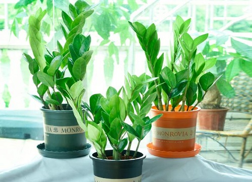 夏季金钱树怎么养新芽多