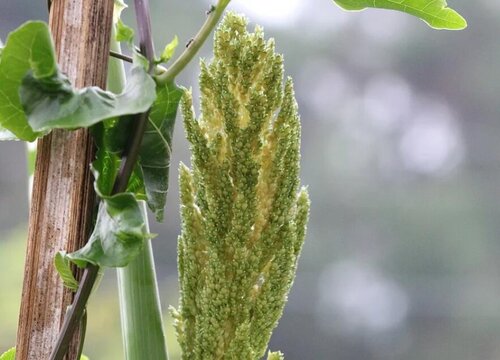 高粱什么时候成熟