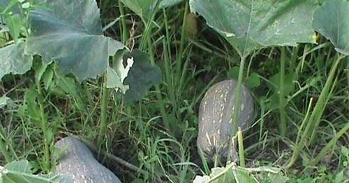 南瓜苗长势很好就是不结南瓜