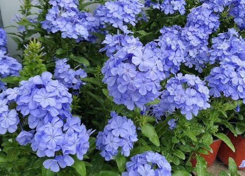 蓝雪花是藤本还是灌木