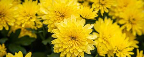 水养菊花怎么养才能更旺盛