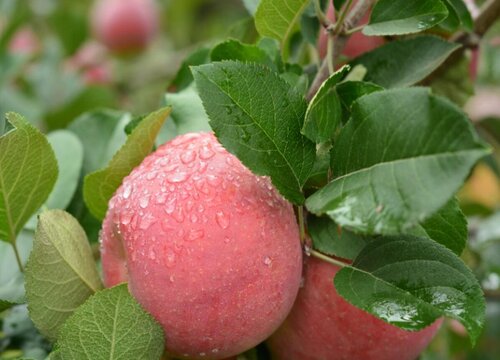 2023年苹果会不会上涨