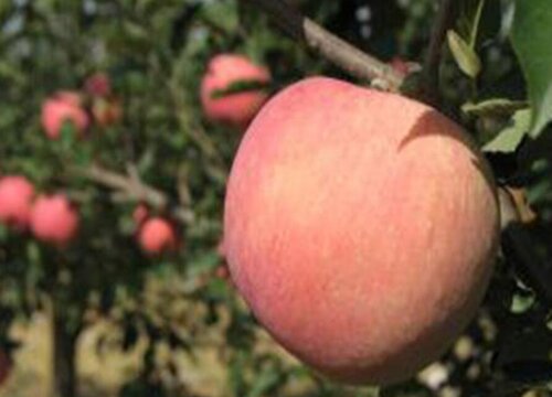 2023年苹果会不会上涨