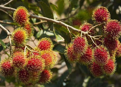 红毛丹什么时候成熟