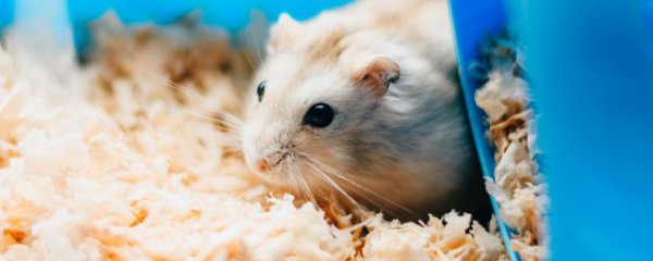 属鼠的招财摆件摆放的禁忌