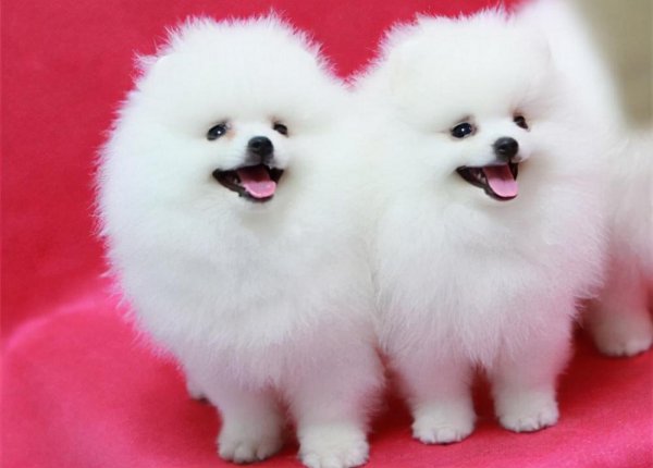 女生为什么不能养博美犬