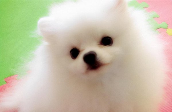 女生为什么不能养博美犬