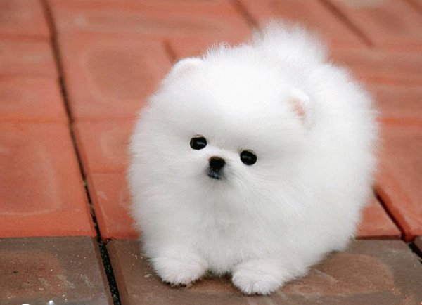 女生为什么不能养博美犬