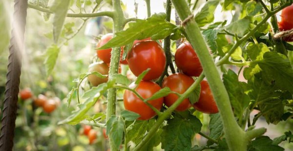 四月可以种什么蔬菜种子