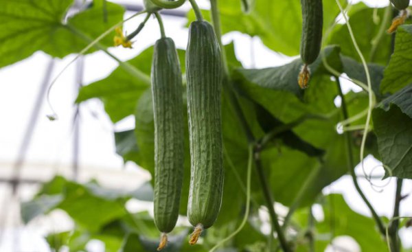 四月可以种什么蔬菜种子