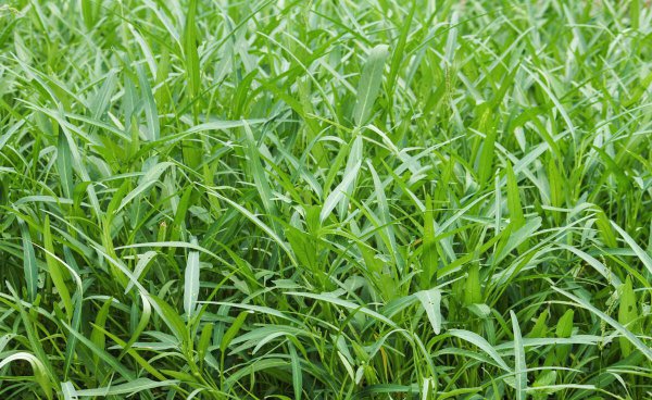 四月可以种什么蔬菜种子