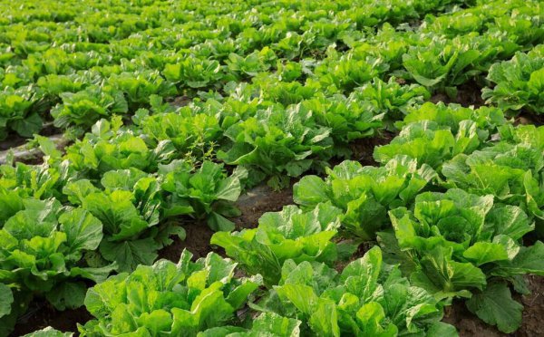 四月可以种什么蔬菜种子