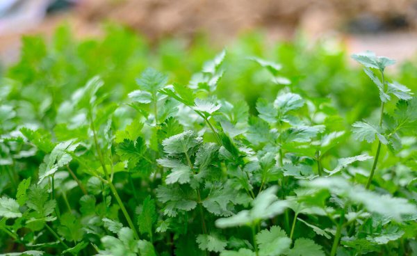 四月可以种什么蔬菜种子