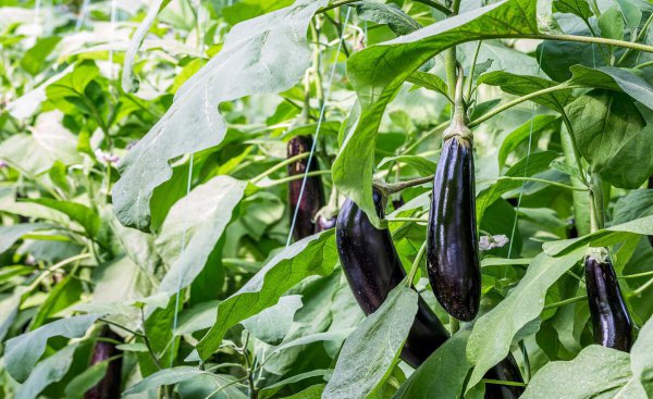 四月可以种什么蔬菜种子