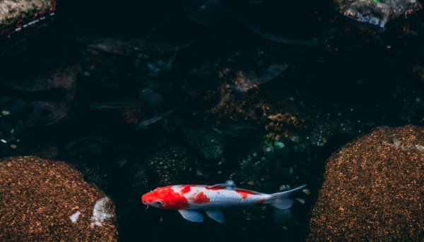 鱼缸加热棒费电吗