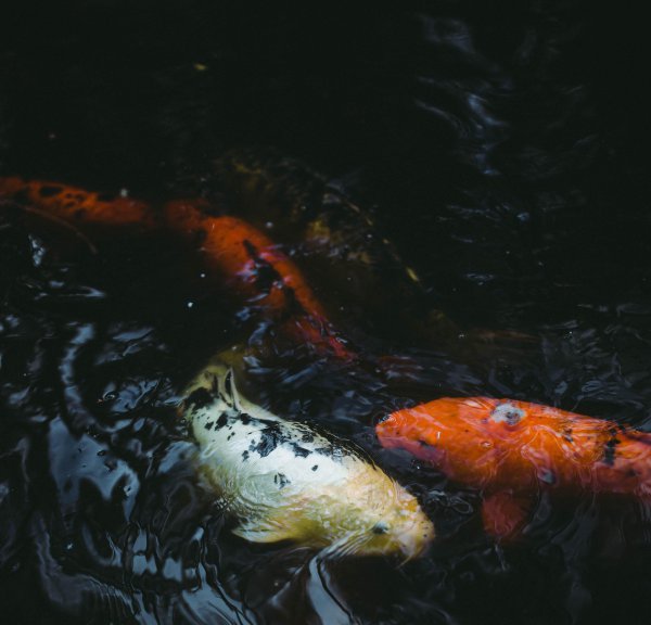 鱼缸加热棒费电吗