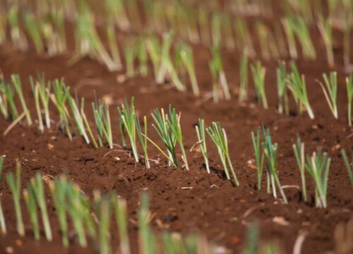 韭菜培土是什么意思