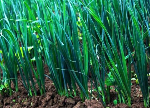 韭菜培土是什么意思