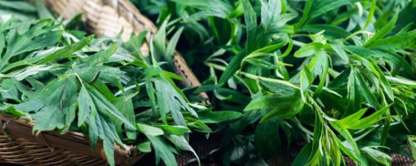 艾叶一次吃多少合适