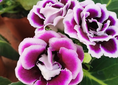 大岩桐不开花是什么原因