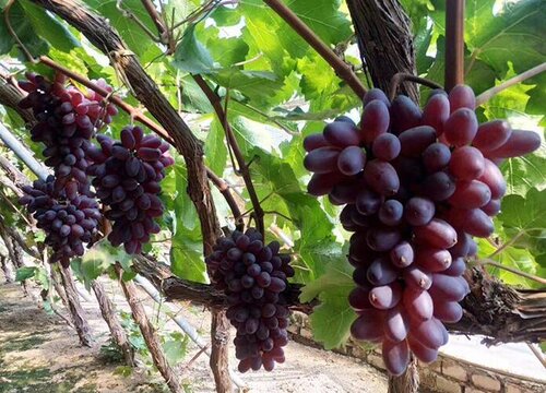 葡萄移栽时间和方法