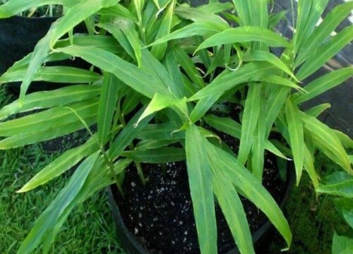 北面阳台适合种什么蔬菜