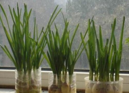 北面阳台适合种什么蔬菜