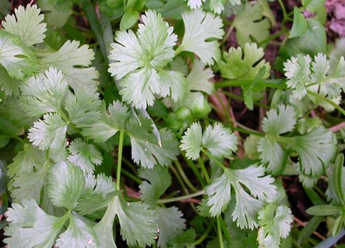 北面阳台适合种什么蔬菜