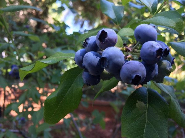 推荐顶级蓝莓品种介绍