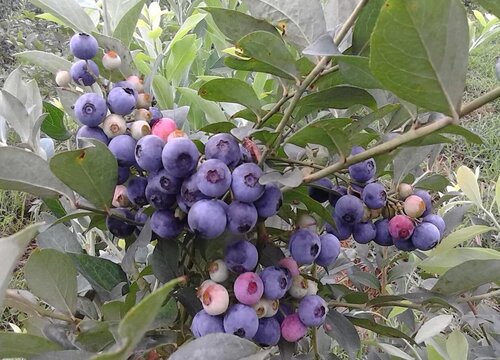 推荐顶级蓝莓品种介绍