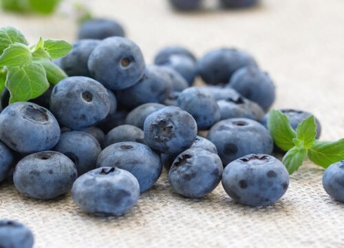 推荐顶级蓝莓品种介绍