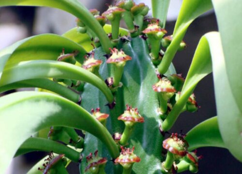 代表正能量的花