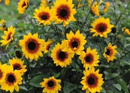 代表正能量的花