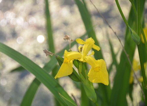 代表正能量的花