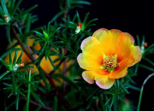 代表正能量的花