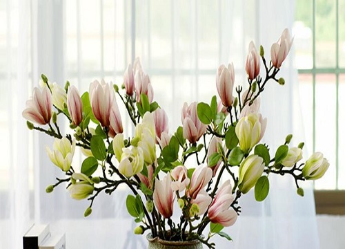 玉兰打什么药好