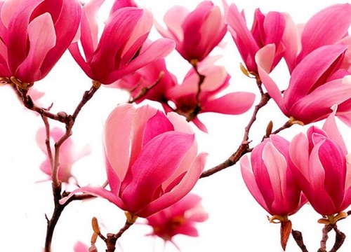 玉兰打什么药好