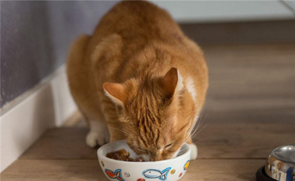 国产猫粮哪个牌子质量好性价比高