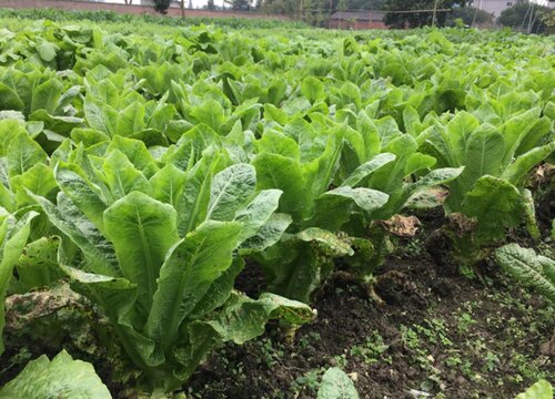 深圳适合种什么蔬菜