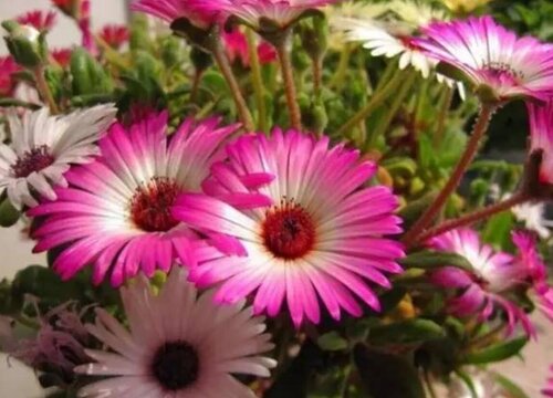 心叶日中花有毒吗