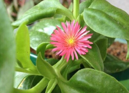 心叶日中花有毒吗